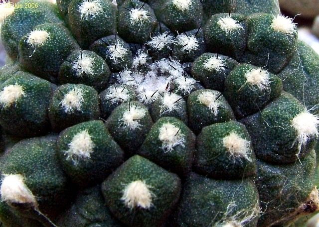 Copiapoa _hypogaea _ssp.hypogaea _06